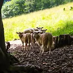 Alojamento de Acomodação e Pequeno-almoço Cudne Manowce