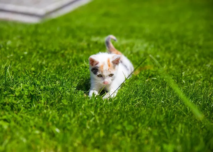 Cudne Manowce Bed & Breakfast